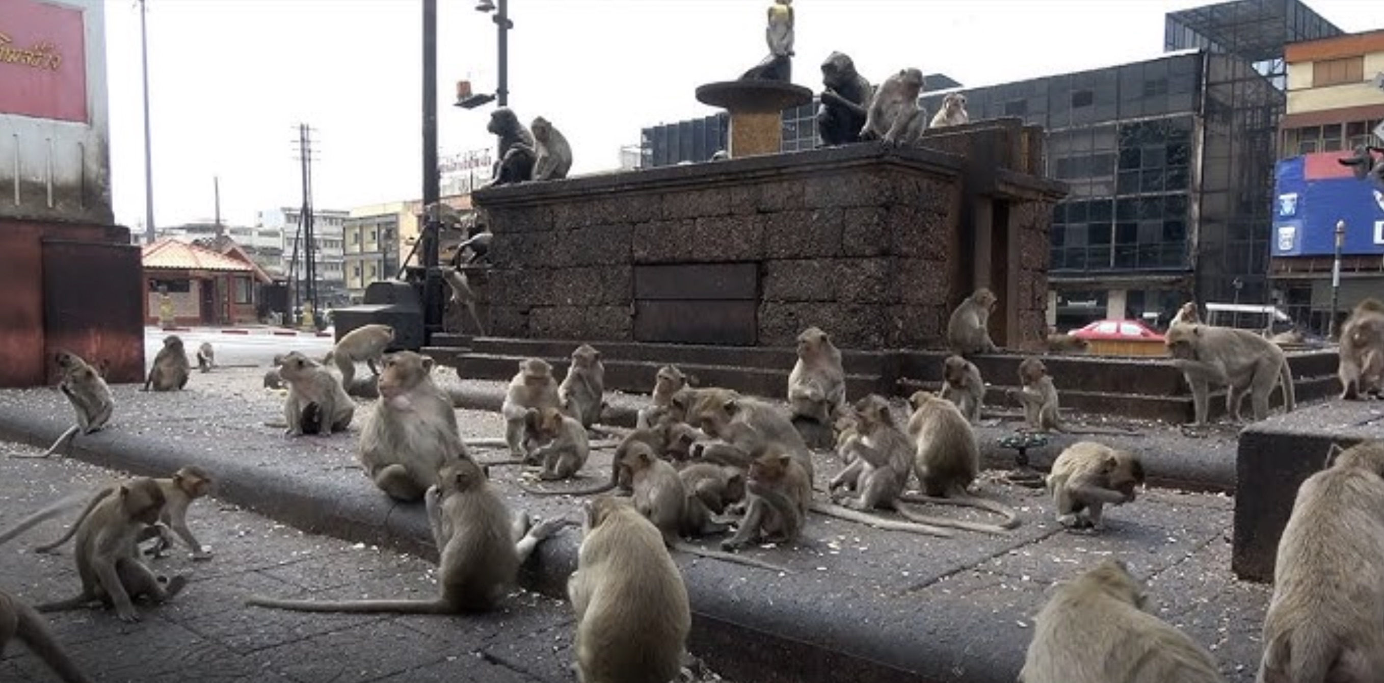 30 Pics Showing The Unstoppable Monkeyfication of Our Cities 